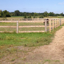 bellevue stables - outdoor riding rings and paddocks