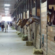 bellevue stables - 45 stalls