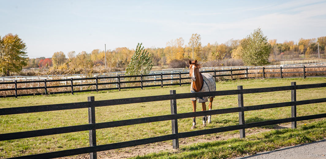 paddocks
